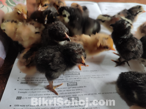 দেশি মুরগির বাচ্চা